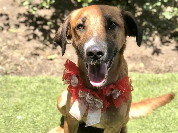Cachorro ra a SRD-ViraLata idade 1 ano nome Vicky Linda demais 