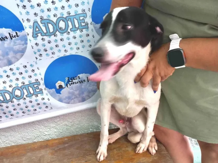 Cachorro ra a SRD-ViraLata idade 7 a 11 meses nome Snoopy 10meses porteP 