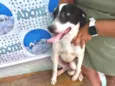 Snoopy 10meses porteP