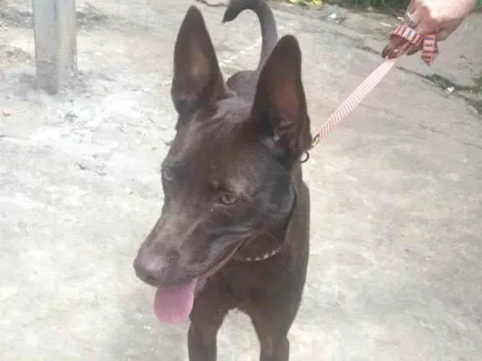 Cachorro ra a SRD-ViraLata idade 7 a 11 meses nome Mel 6meses Linda é muito boazinha 