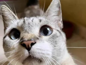 Gato raça SRD-ViraLata idade 7 a 11 meses nome Oliver 11meses 