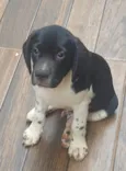 Marshall