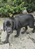 Tchalla