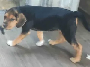 Cachorro raça SRD-ViraLata idade 2 a 6 meses nome Nutella
