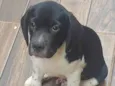 Marshall