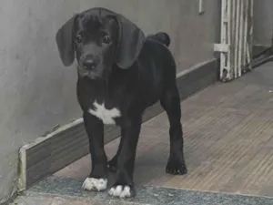 Cachorro raça SRD-ViraLata idade 2 a 6 meses nome Grodd