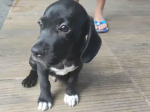 Cachorro raça SRD-ViraLata idade 2 a 6 meses nome Shadow