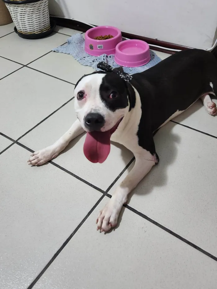 Cachorro ra a Pit-Bull idade 7 a 11 meses nome PANDORA
