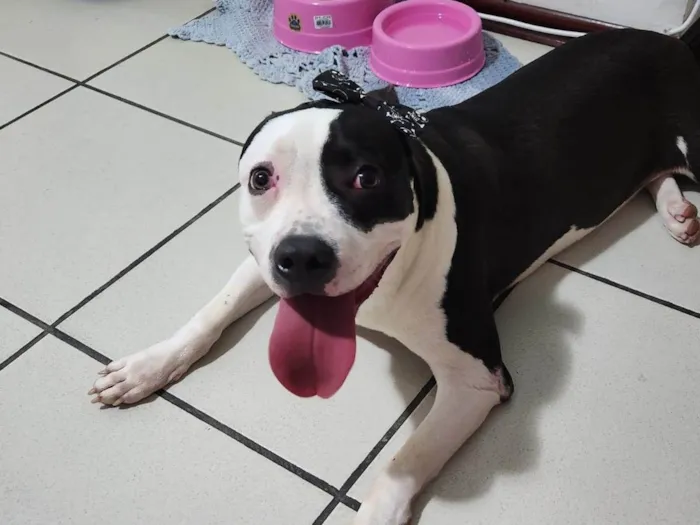 Cachorro ra a Pit-Bull idade 7 a 11 meses nome PANDORA
