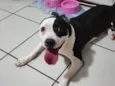 PANDORA