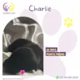Charlie
