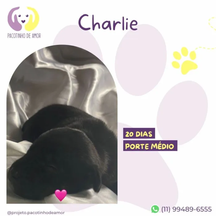 Cachorro ra a SRD-ViraLata idade Abaixo de 2 meses nome Charlie