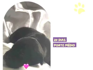 Cachorro raça SRD-ViraLata idade Abaixo de 2 meses nome Charlie