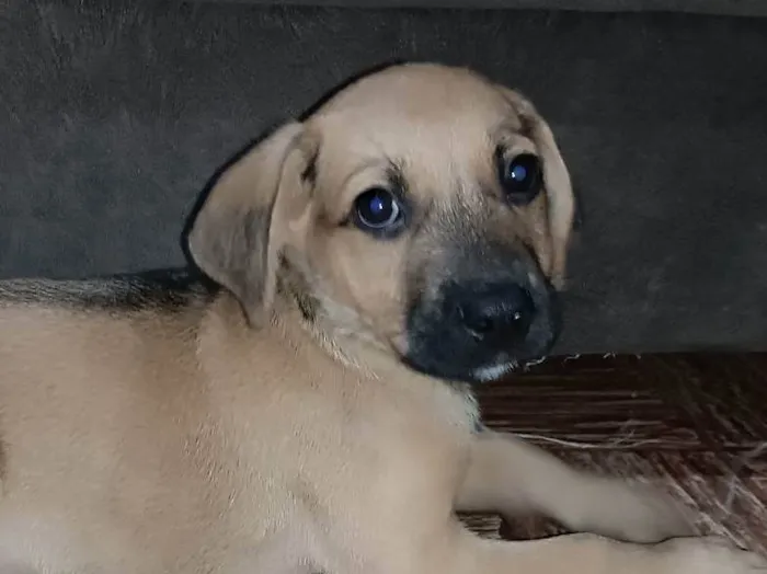 Cachorro ra a SRD-ViraLata idade 2 a 6 meses nome Gold 