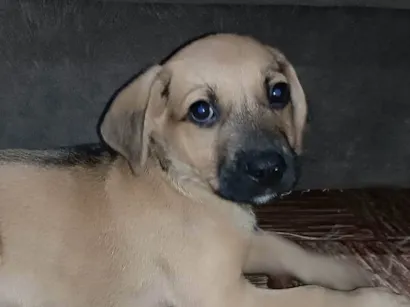Cachorro raça SRD-ViraLata idade 2 a 6 meses nome Gold 