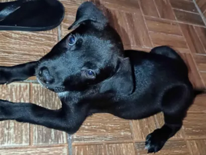 Cachorro raça SRD-ViraLata idade 2 a 6 meses nome Fosco