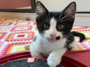 Gato raça Srd idade 2 a 6 meses nome Yago