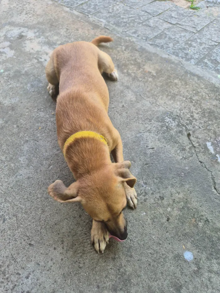 Cachorro ra a INDEFINIDA idade 1 ano nome LAIKA