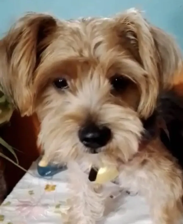 Cachorro ra a Mestico  idade 1 ano nome Tody 