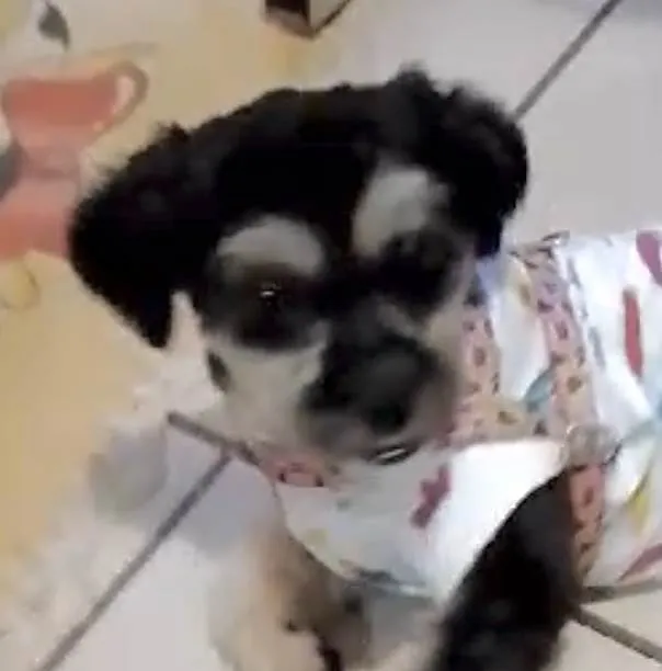 Cachorro ra a Mestico idade 1 ano nome Thor 