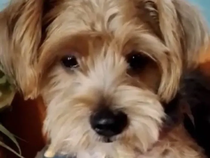 Cachorro ra a Mestico  idade 1 ano nome Tody 