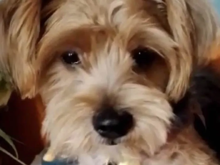 Cachorro ra a Mestico  idade 1 ano nome Tody 