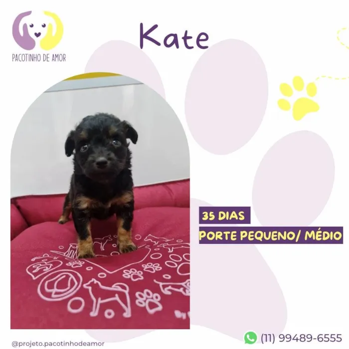 Cachorro ra a SRD-ViraLata idade Abaixo de 2 meses nome Kate