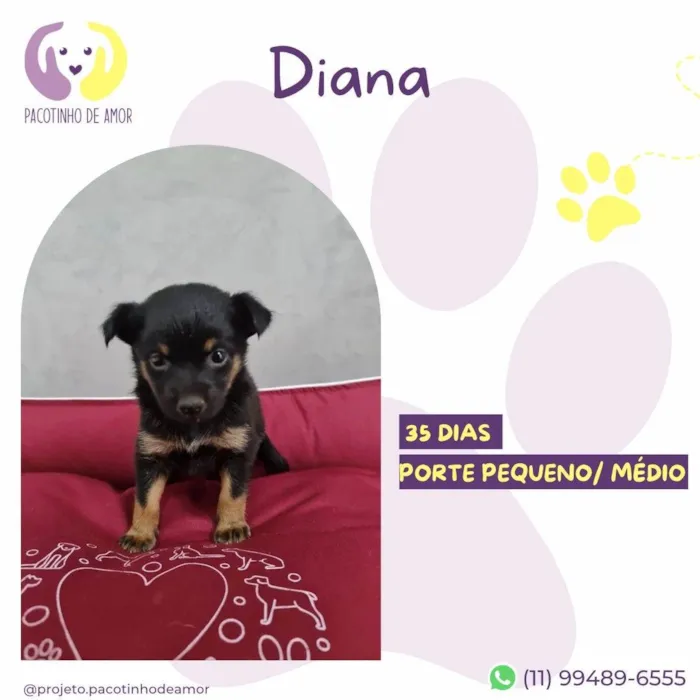 Cachorro ra a SRD-ViraLata idade Abaixo de 2 meses nome Diana