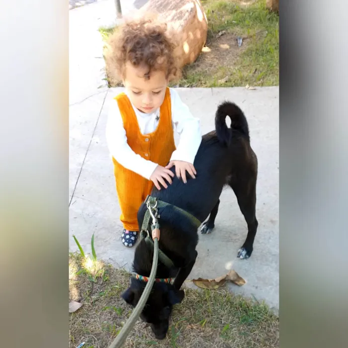 Cachorro ra a SRD-ViraLata idade 2 anos nome OLIVER BLACK