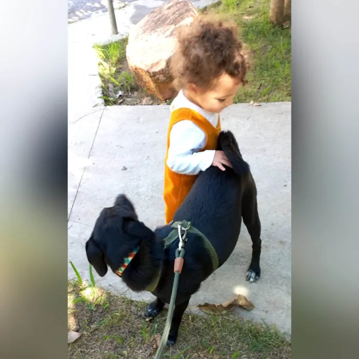 Cachorro ra a SRD-ViraLata idade 2 anos nome OLIVER BLACK