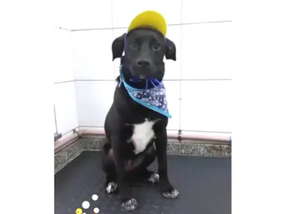 Cachorro raça SRD-ViraLata idade 2 anos nome OLIVER BLACK