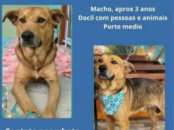 Cachorro ra a  idade 3 anos nome Rodolfo