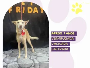 Cachorro raça SRD-ViraLata idade 6 ou mais anos nome Princesa 