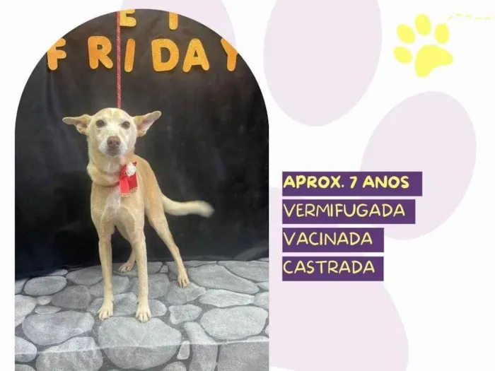 Cachorro ra a SRD-ViraLata idade 6 ou mais anos nome Princesa 