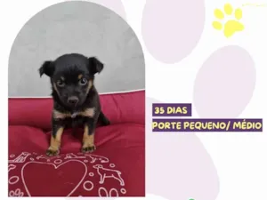 Cachorro raça SRD-ViraLata idade Abaixo de 2 meses nome Diana