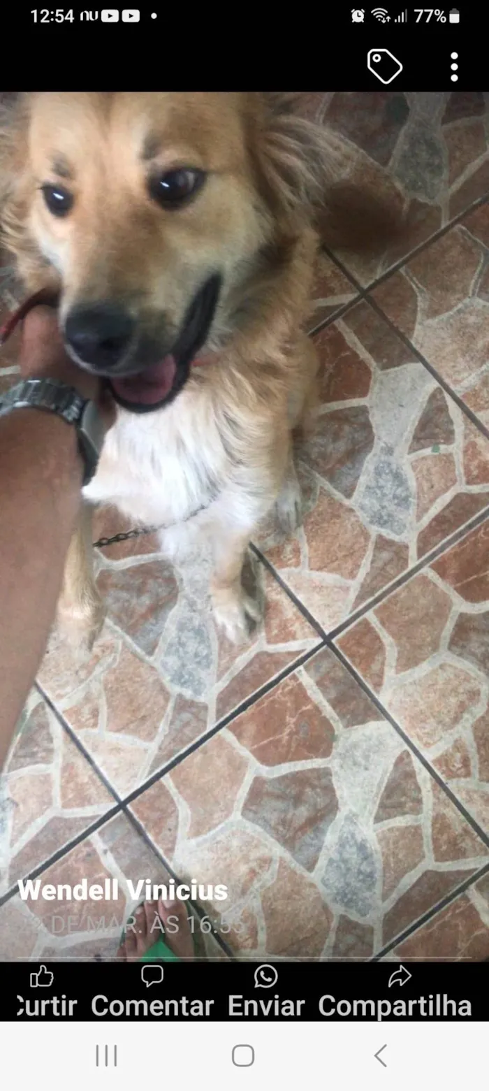 Cachorro ra a SRD-ViraLata idade 1 ano nome Luna