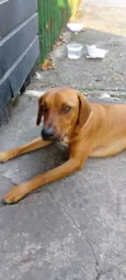 CARAMELO