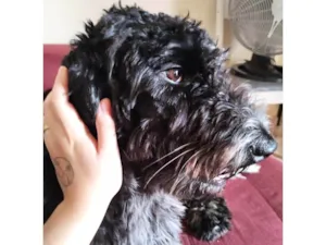 Cachorro raça Poodle Gigante  idade 2 anos nome GRATIFICA - Rock