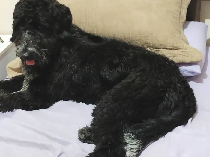 Cachorro ra a Poodle Gigante  idade 2 anos nome GRATIFICA - Rock