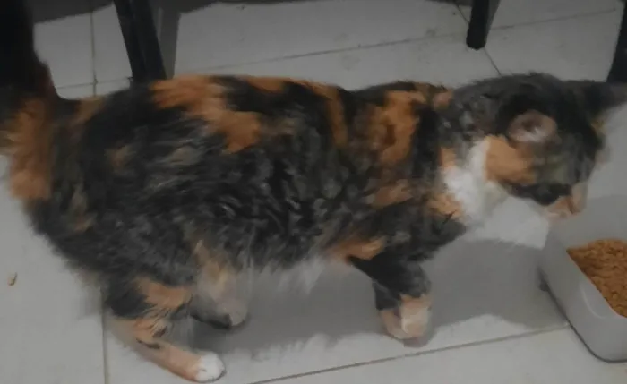 Gato ra a SRD-ViraLata idade 1 ano nome MORGANA