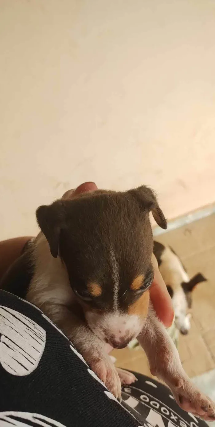 Cachorro ra a Paulistinha  idade Abaixo de 2 meses nome Filhotes