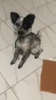 Tapioca