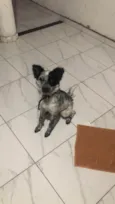 Tapioca