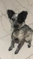 Tapioca