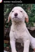 Chico