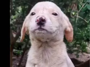Cachorro raça SRD-ViraLata idade 2 a 6 meses nome Chico