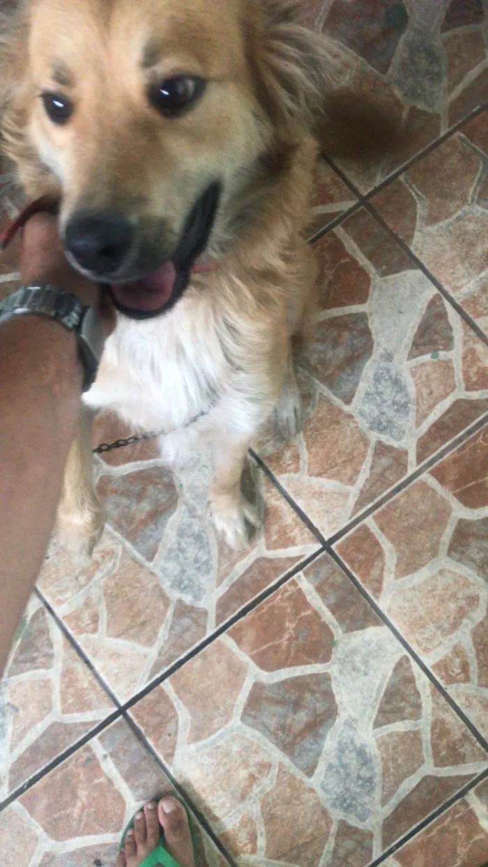 Cachorro ra a SRD-ViraLata idade 2 anos nome Lunna