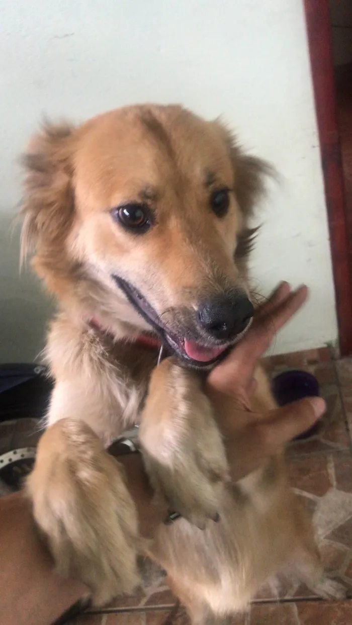 Cachorro ra a SRD-ViraLata idade 2 anos nome Lunna