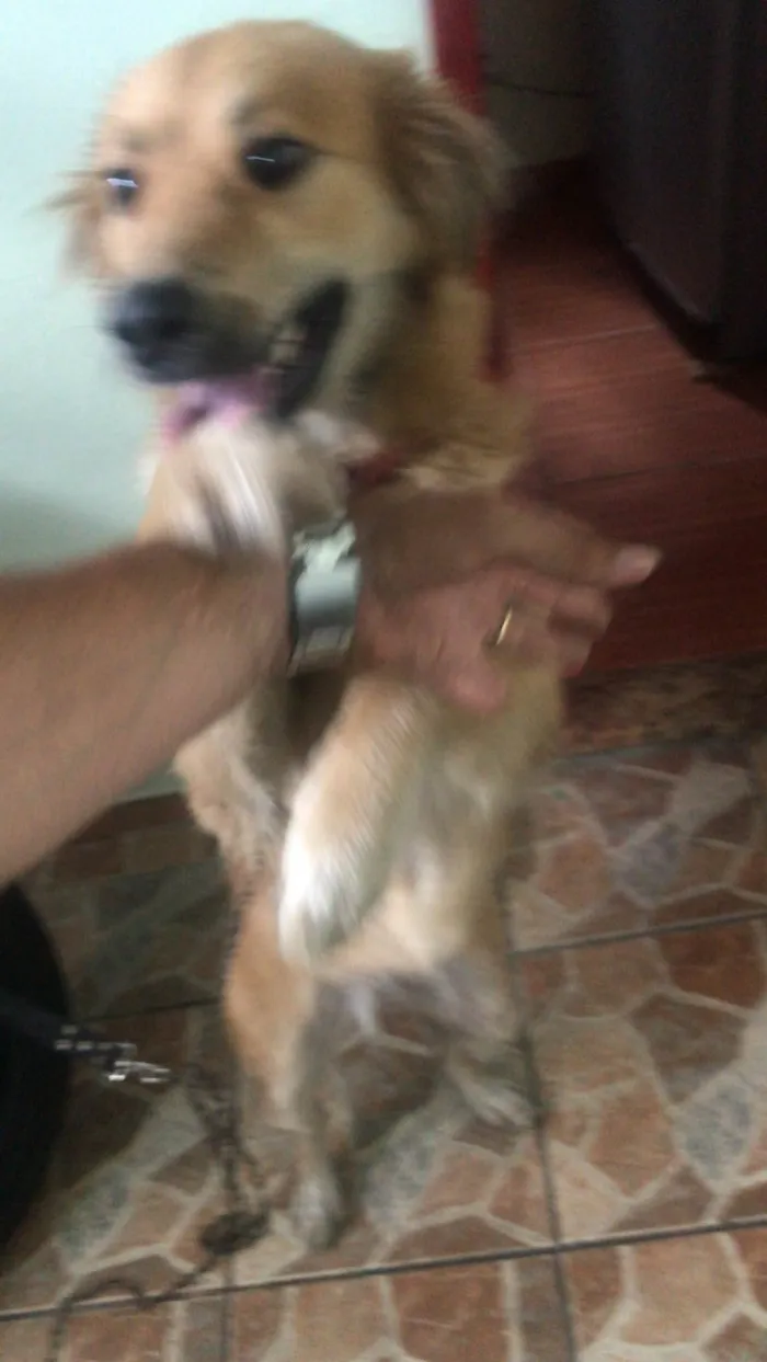 Cachorro ra a SRD-ViraLata idade 2 anos nome Lunna