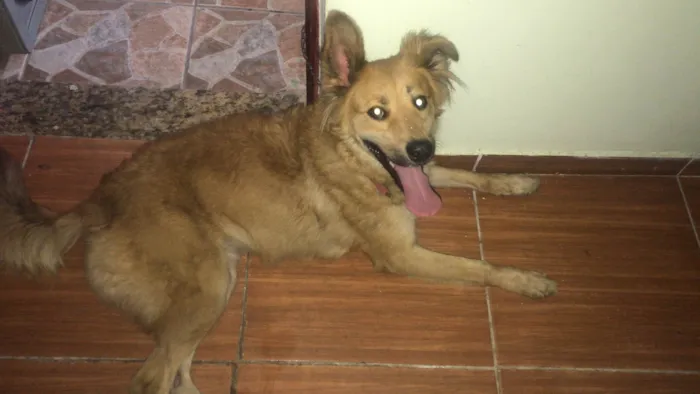 Cachorro ra a SRD-ViraLata idade 2 anos nome Lunna